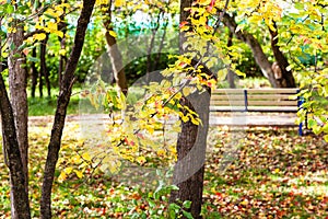 apple trees in urban garden in sunny autumn day