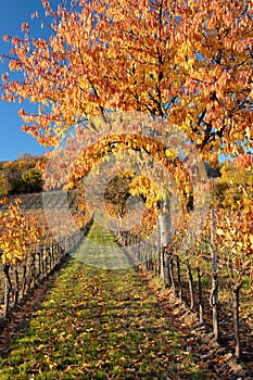 Apple trees in vineyard