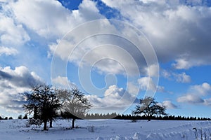 Apple trees in winter under a cloudy sky