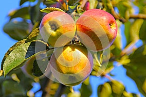 Apple trio