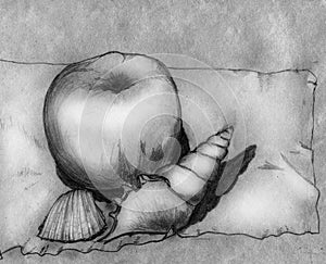 Apple and two shells - still life