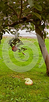Red apple tree in Ohio
