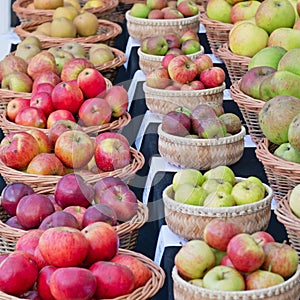 Apple varieties on display UK