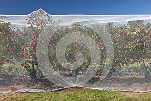 Apple vines with protective nets on them.