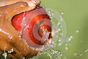 Apple Washing photo