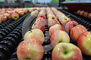 Apple Washing, Sorting, Grading and Waxing Line in Fresh Produce Distribution Center