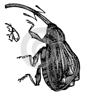 Apple Weevil, vintage illustration