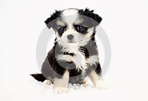 Applehead Long Coat Chihuahua Puppy With White Background and Fuzzy Blanket