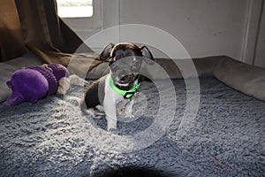 Applehead chihuahua sitting down