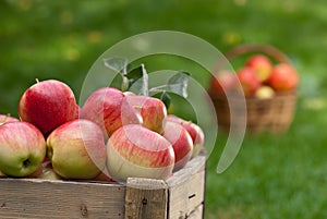 Apples