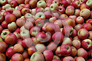 Apples