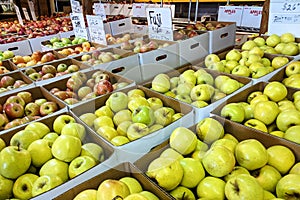 Apples from the Apple Harvest for Sale