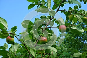 Apples on apple tree