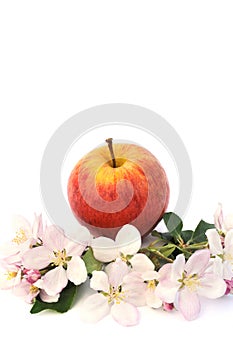 Apples and apple-tree blossoms