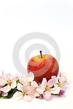 Apples and apple-tree blossoms