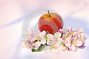Apples and apple-tree blossoms