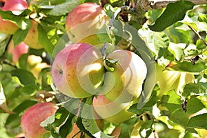 Apples on apple tree branch