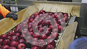 apples on an automatic line at the factory