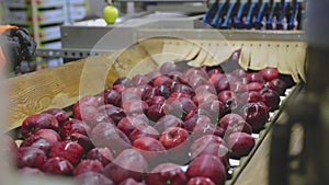 apples on an automatic line at the factory