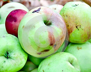 Apples in the autumn garden