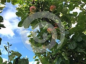 Apples autumn koster sweden