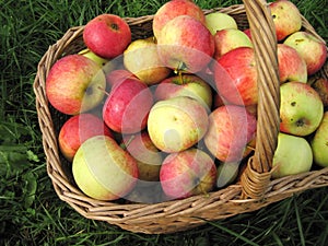 Apples in basket