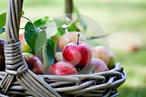 Apples in basket