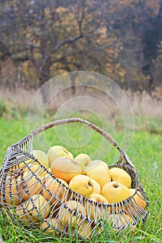 Apples in a basket