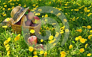 Apples in the Basket