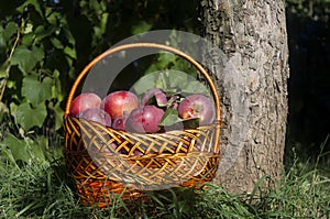 Apples in the basket