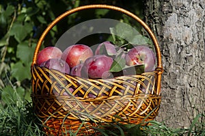 Apples in the basket