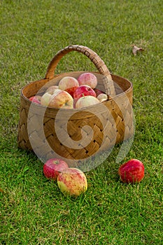 Apples in the Basket.