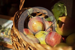 Apples in a basket. Fruits in autumn. Ingathering
