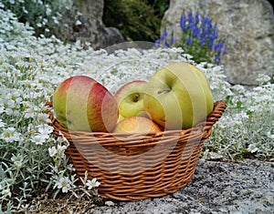 Apples in a basket