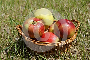 Apples in a basket