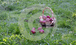 apples in a basket in orchard early on the morning