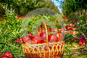 Apples in a Basket Outdoor. Organic apples in basket in summer grass. Fresh apples in nature. Red apple in the basket -