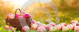 Apples in a basket outdoor. Sunny background