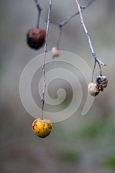 Apples with black scabby blotches on tree, infected with apple scab fungal disease