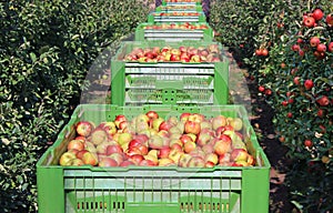 Apples in a boxes after harvest transport between rows of orchard