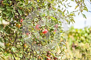 Apples on branch