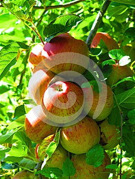 Apples on the branch close up. Orchard in England, apple fruit tree. Red apples on the tree. Fruit farming, harvest time