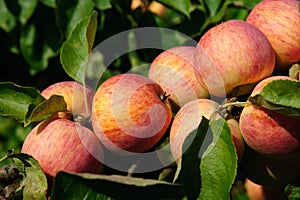 Apples on the Branch