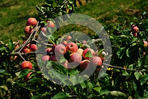 Apples on the Branch