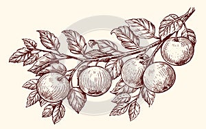 Apples on a branch in sketch style. Fresh ripe fruit, farm organic food. Sketch vintage vector illustration
