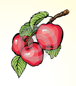 Apples on a branch. Vector drawing