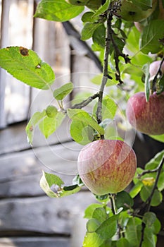 Apples on a branch and wooden wall of country house in autumn garden