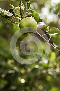 Apples on the branches of a tree. Agriculture, agronomy industry