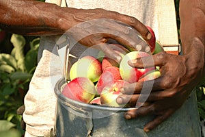 Apples in bucket