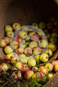 Apples in bushel basket displayed at local fall fair